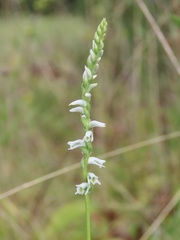 Spiranthes lacera gracilis