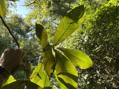 Carya ovata