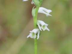 Spiranthes lacera gracilis