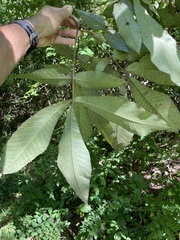 Carya ovata