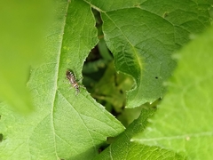 Harpactorini