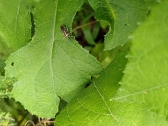 Harpactorini