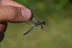 Leucorrhinia intacta