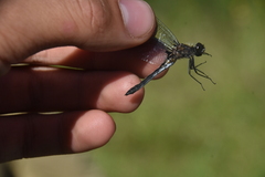 Leucorrhinia intacta