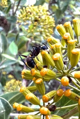 Camponotus cruentatus