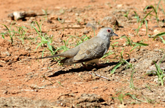 Geopelia cuneata