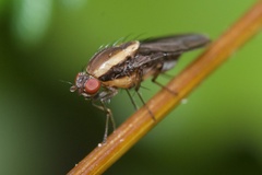 Allophylopsis