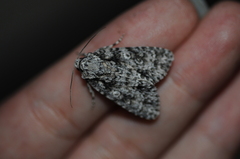 Acronicta marmorata