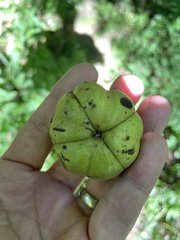 Carya ovata