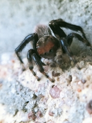 Maratus griseus