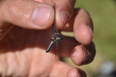 Leucorrhinia intacta