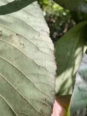 Carya ovata