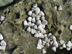 Cenchritis muricatus