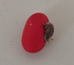 Bruchinae