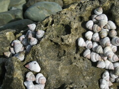Cenchritis muricatus