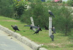 Corvus splendens
