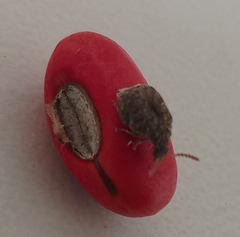 Bruchinae