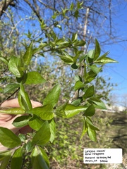 Lonicera maackii