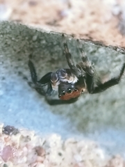 Maratus griseus