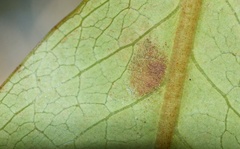 Phyllocoptes coprosmae