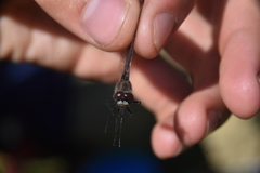 Leucorrhinia intacta