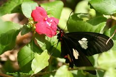 Parides anchises nephalion