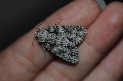 Acronicta marmorata