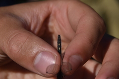 Leucorrhinia intacta