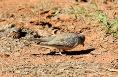 Geopelia cuneata
