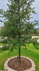Quercus fusiformis