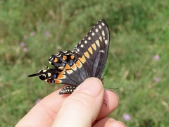 Papilio polyxenes asterius