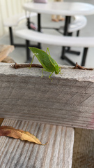 Microcentrum retinerve