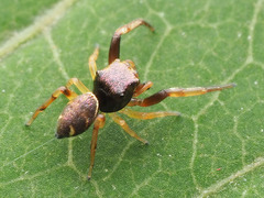 Zygoballus rufipes