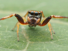 Zygoballus rufipes