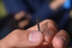 Leucorrhinia intacta