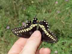 Papilio polyxenes asterius