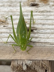 Microcentrum retinerve