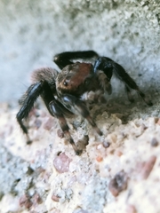 Maratus griseus