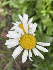 Anthemideae