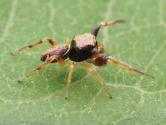 Zygoballus rufipes