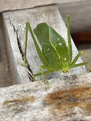 Microcentrum retinerve