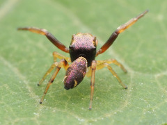 Zygoballus rufipes