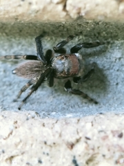 Maratus griseus