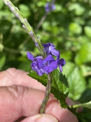 Stachytarpheta cayennensis