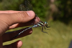 Aeshna tuberculifera