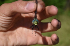 Aeshna tuberculifera