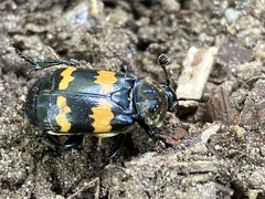 Nicrophorus tomentosus