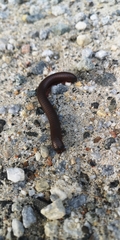 Narceus americanus