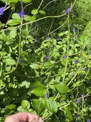 Stachytarpheta cayennensis
