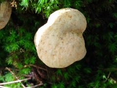 Suillus decipiens